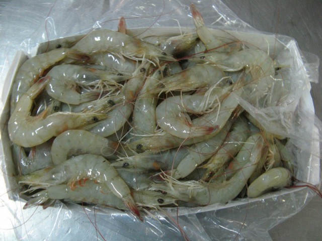 AYU BUMI SEJATI, PT