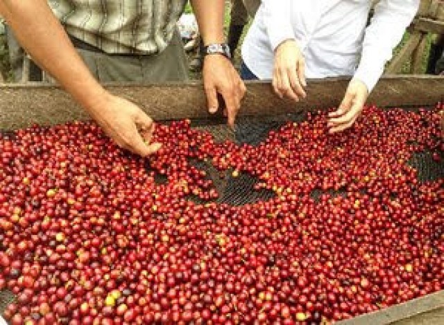PENYORTIRAN KOPI ENGSIN