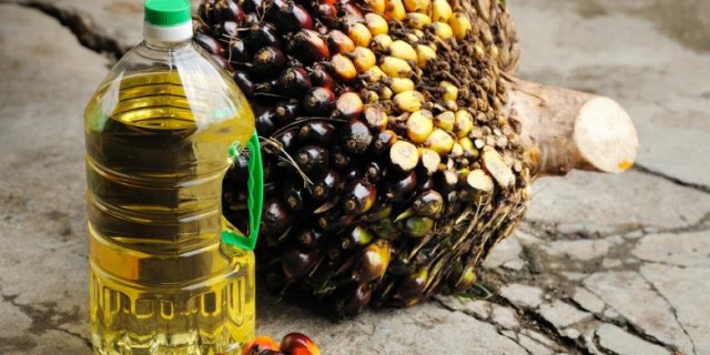 PTP NUSANTARA II KEBUN MARIKE 