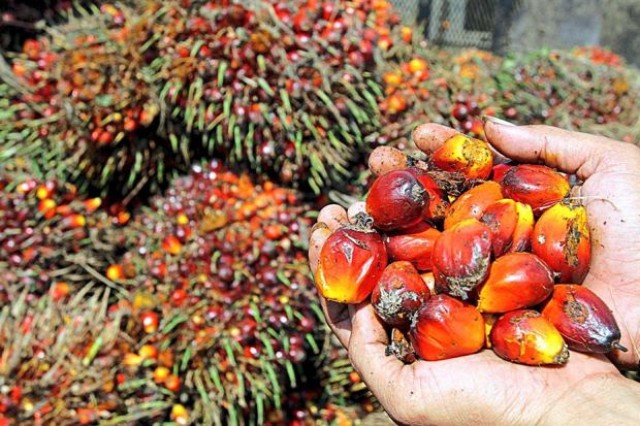 PTP NUSANTARA III SEI MANGKEI 