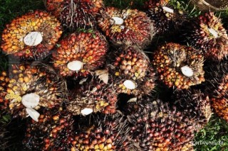 MELANIA INDONESIA, PT