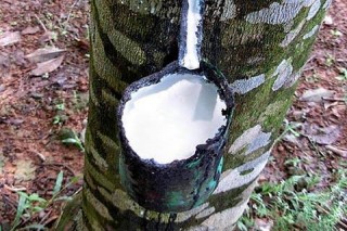 PTP NUSANTARA III GUNUNG PARA